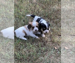 Cavachon-Cavalier King Charles Spaniel Mix Litter for sale in GREENVILLE, MO, USA