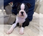 Puppy Puppy 1 Boston Terrier