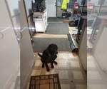 Small Photo #1 Labrador Retriever Puppy For Sale in BURNET, TX, USA