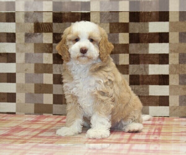 Medium Photo #1 Bernedoodle (Miniature) Puppy For Sale in DENVER, PA, USA