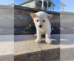 Small #4 Shiba Inu