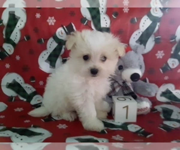 Medium Photo #2 Maltipom Puppy For Sale in SCOTTVILLE, MI, USA