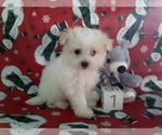 Small Photo #2 Maltipom Puppy For Sale in SCOTTVILLE, MI, USA