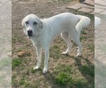 Small Photo #23 Great Pyrenees-Unknown Mix Puppy For Sale in Garland, TX, USA