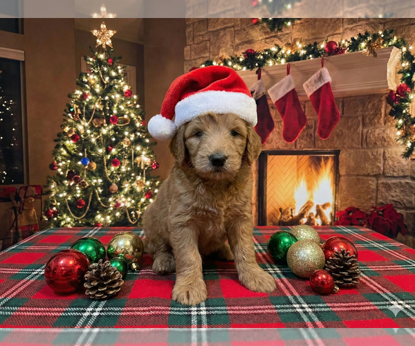 Medium Photo #1 Goldendoodle Puppy For Sale in DUBLIN, TX, USA