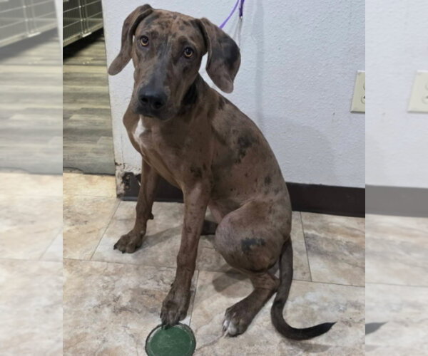 Medium Photo #1 Catahoula Leopard Dog-Unknown Mix Puppy For Sale in Lakewood, CO, USA