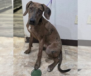 Catahoula Leopard Dog-Unknown Mix Dogs for adoption in Lakewood, CO, USA
