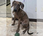 Tellerina - Female Catahoula Leopard Dog-Unknown Mix Dog for Adoption - Small photo