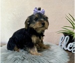 Small #4 Yorkshire Terrier
