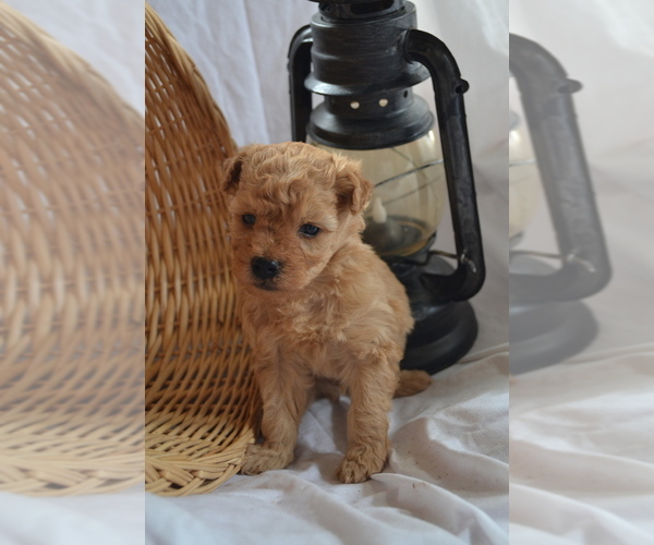Medium Photo #4 Cavapoo (Miniature)-Poodle (Toy) Mix Puppy For Sale in GREENWOOD, WI, USA