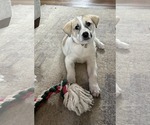 Small #2 Great Pyrenees Mix