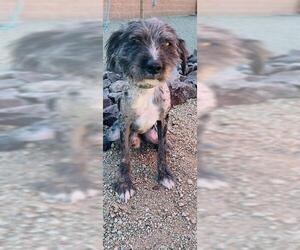 Bearded Collie Dogs for adoption in Globe, AZ, USA