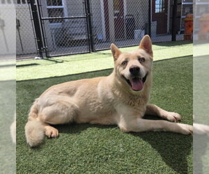 Siberian Husky-Unknown Mix Dogs for adoption in Norco, CA, USA