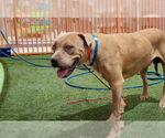 Small #1 American Pit Bull Terrier Mix