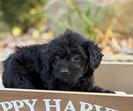 Puppy Junie Yorkipoo