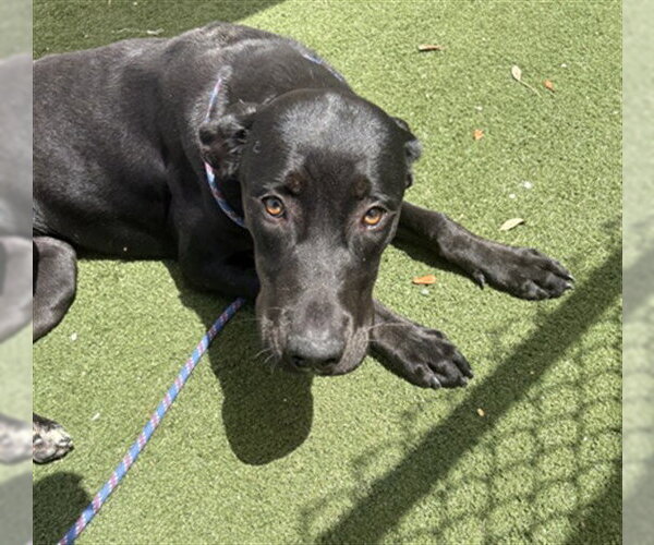Medium Photo #2 Labrador Retriever-Unknown Mix Puppy For Sale in Texas City, TX, USA