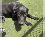 Small #1 Labrador Retriever Mix