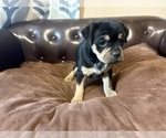 Small Photo #14 Carlin Pinscher Puppy For Sale in COBB, WI, USA
