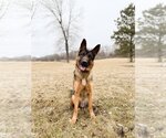 Small Photo #1 German Shepherd Dog Puppy For Sale in Fargo, ND, USA