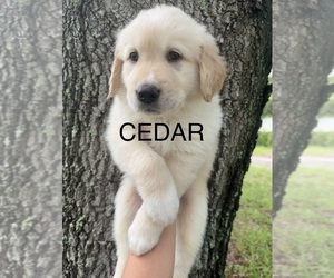 Golden Pyrenees Puppy for sale in NAPLES, FL, USA
