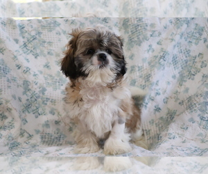 Shih Tzu Puppy for sale in SHILOH, OH, USA