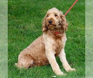 Mother of the Goldendoodle (Miniature) puppies born on 03/08/2026