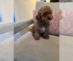 Small Photo #3 Cavapoo Puppy For Sale in LAS VEGAS, NV, USA