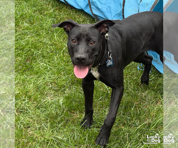 Medium Photo #6 Labrador Retriever-Unknown Mix Puppy For Sale in Washington, DC, USA