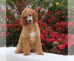 Small Photo #5 Poodle (Standard) Puppy For Sale in GAP, PA, USA