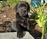 Small #2 Labrador Retriever