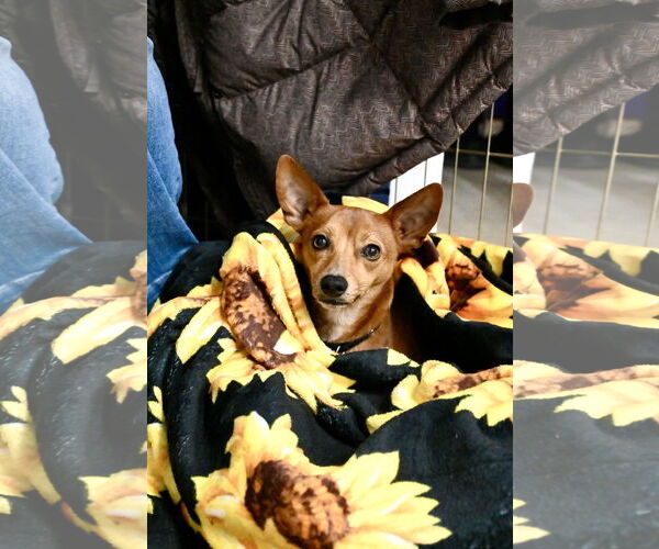 Medium Photo #4 Rat-Cha Puppy For Sale in Wakefield, RI, USA