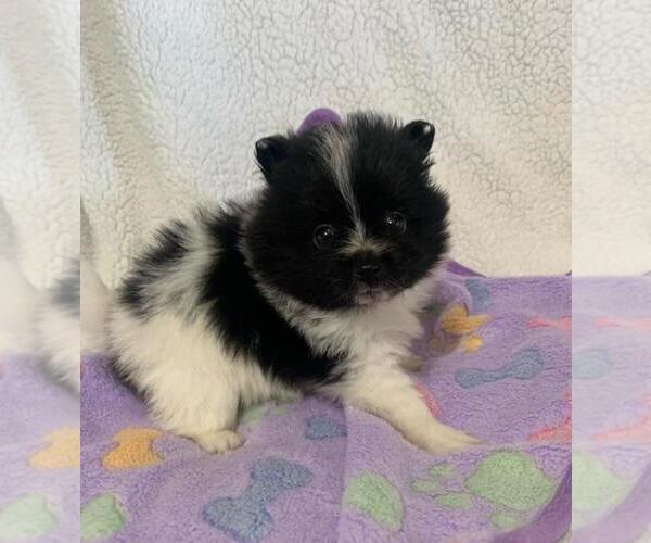 Medium Photo #27 Pomeranian Puppy For Sale in PEMBROKE PINES, FL, USA