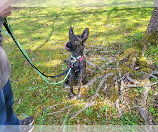 Medium Photo #7 Holland Shepherd Puppy For Sale in Imlay City, MI, USA