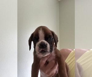 Boxer Puppy for sale in LUMBERTON, NC, USA