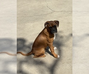 Boxer Puppy for sale in GARDENA, CA, USA