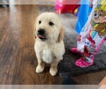 Small Photo #1 Golden Retriever Puppy For Sale in BLACK FOREST, CO, USA