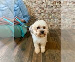 Small #4 Poodle (Miniature) Mix