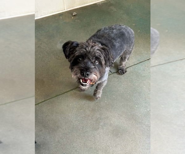 Medium Photo #2 Shih Tzu-Unknown Mix Puppy For Sale in Oak Bluffs, MA, USA