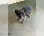 Small #1 Shih Tzu Mix