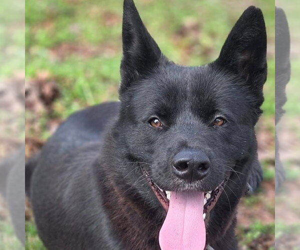 Medium Photo #1 Akita-Unknown Mix Puppy For Sale in McDonough, GA, USA