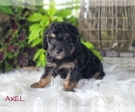 Small Photo #4 Goldendoodle-Poodle (Toy) Mix Puppy For Sale in MILLERSBURG, OH, USA
