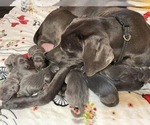 Small Photo #12 Weimaraner Puppy For Sale in BLAIR, WI, USA
