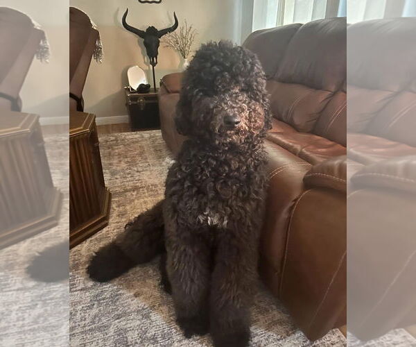 Medium Photo #4 Poodle (Standard)-Unknown Mix Puppy For Sale in Valrico, FL, USA