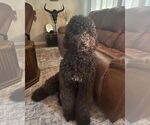Small #3 Poodle (Standard) Mix