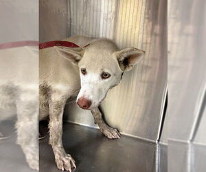 Siberian Husky-Unknown Mix Dogs for adoption in Downey, CA, USA