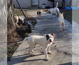 American Bulldog Puppy for sale in MILAN, IL, USA