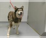 Small Siberian Husky