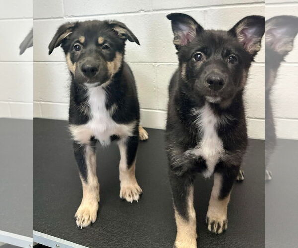 Medium Photo #3 Collie-German Shepherd Dog Mix Puppy For Sale in Princeton, MN, USA