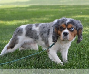Father of the Cavapoo puppies born on 07/15/2025