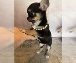Small Photo #5 Chihuahua Puppy For Sale in TRACY, CA, USA